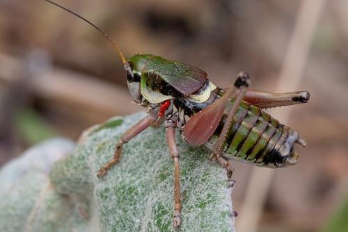 Réf. 243 756 : Anonconotus sp.